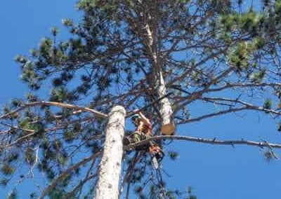 Professional tree pruning services offered by Climbing Beer Tree Care in Ottawa.