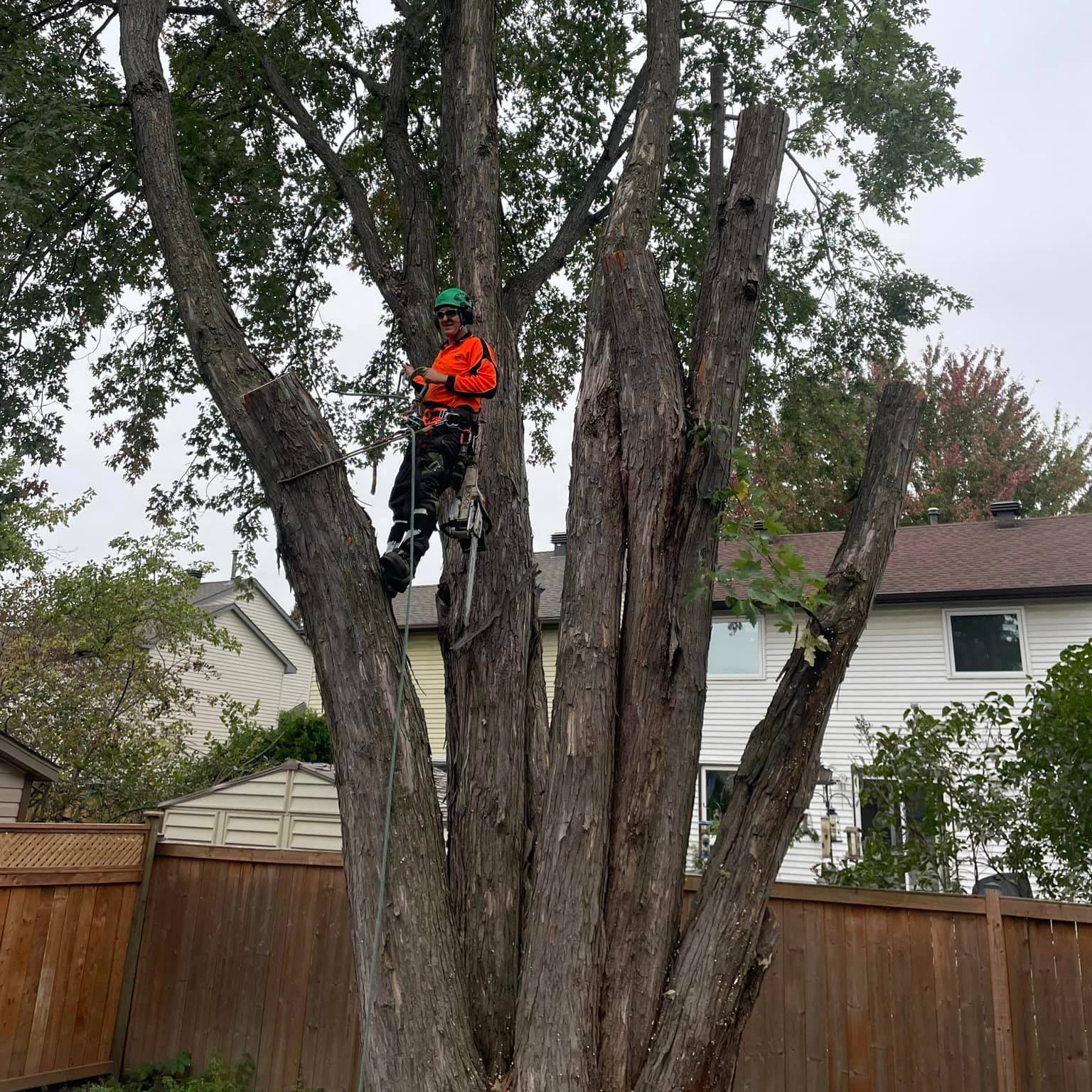 Climbing Bear Tree Care Tree Pruning Colin from Climbing Bear Tree Care Tree Pruning