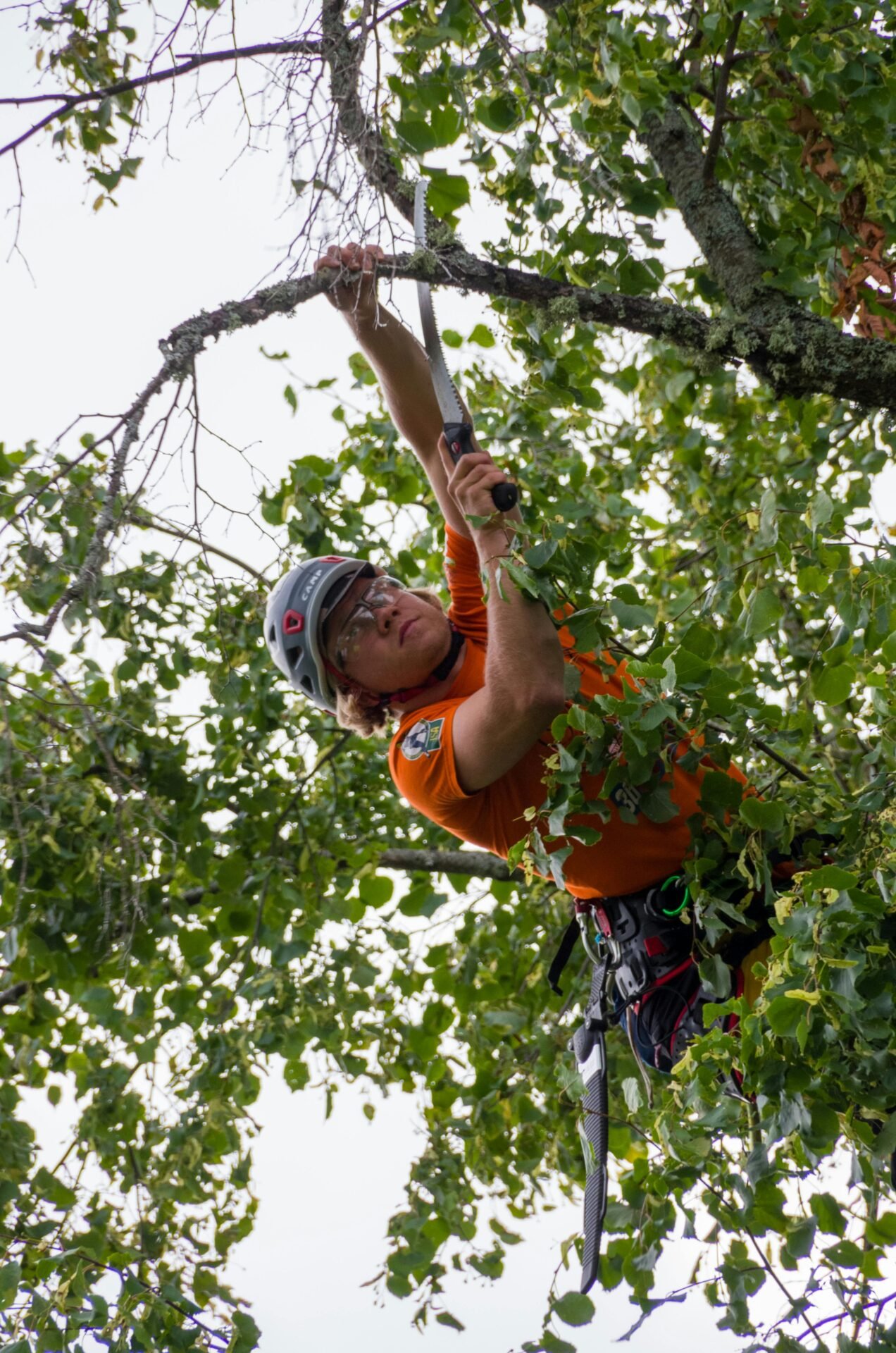 Climbing Bear Tree Care Tree Pruning Climbing Bear Tree Care Tree Pruning