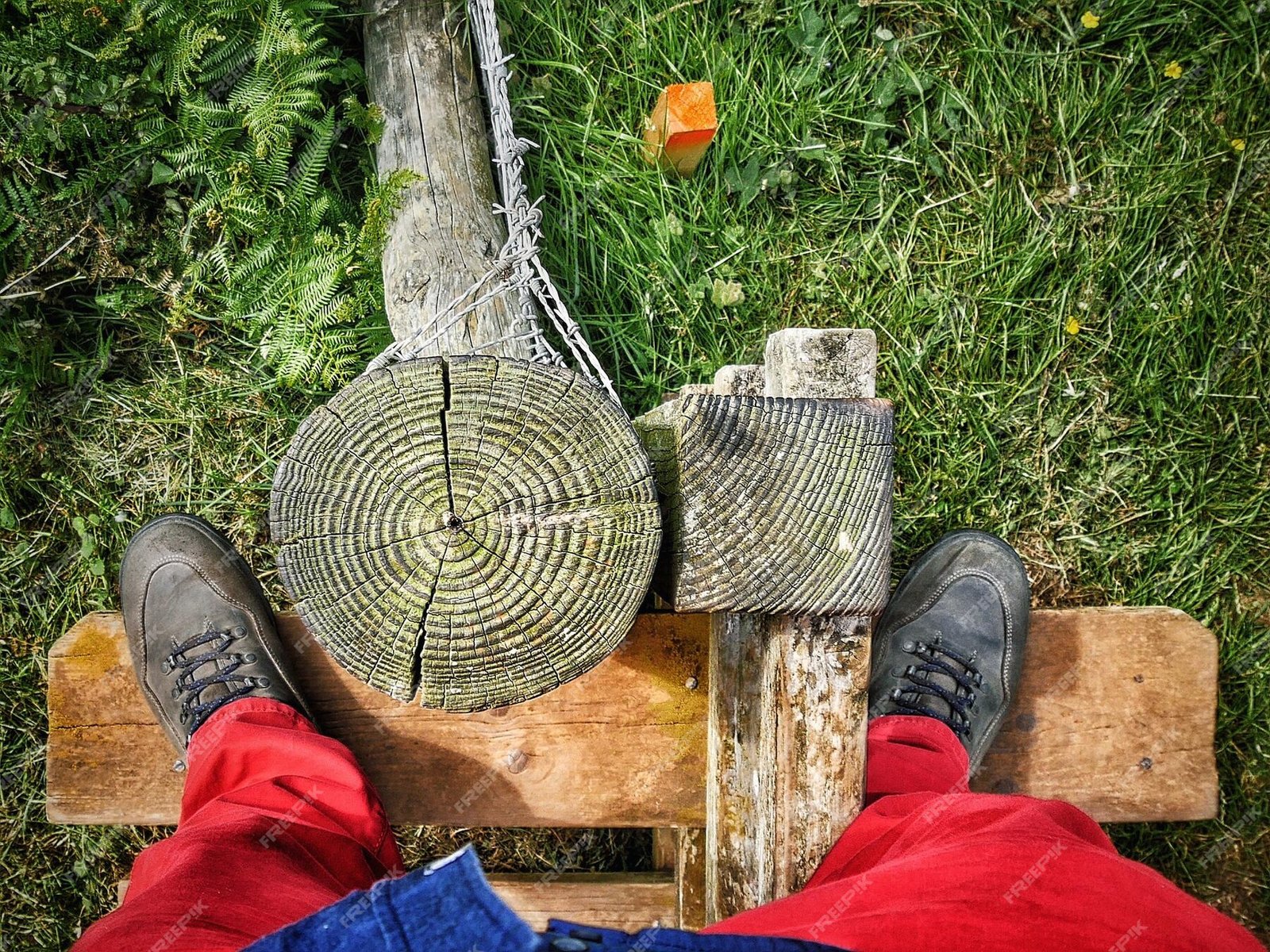 low-section-person-standing-grassy-field_1048944-2130062 Climbing Bear Tree Care Stump Removal