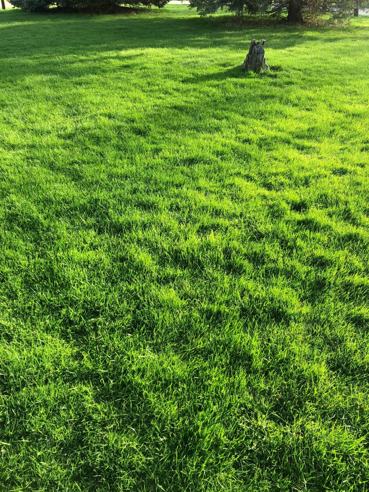 micah-bratt-OXQDoz1giJs-unsplash Clean looking lawn full of lush grass and an old stump
